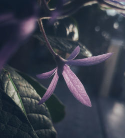 Close-up of pink flowering plant