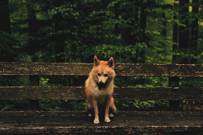 Portrait of dog sitting on bench