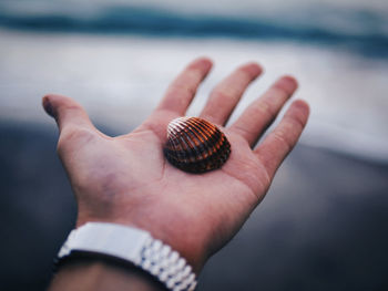 Cropped image of hand holding seashell