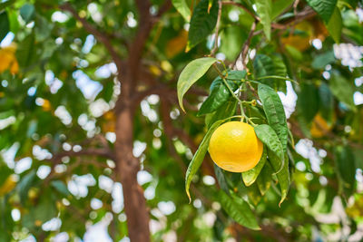 Close-up of fruit growing on tree