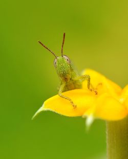 Close-up of grasshopper on yellow flower