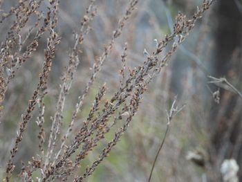 Close-up of plant on field