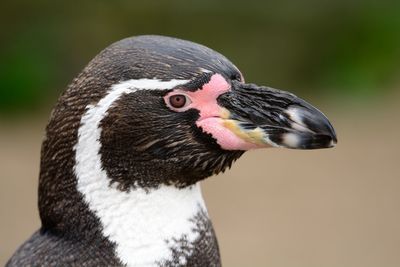 Close-up of bird outdoors