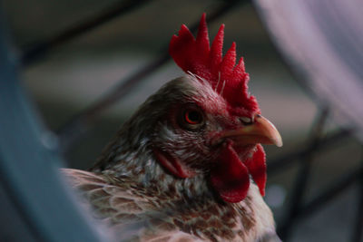 Close-up of rooster