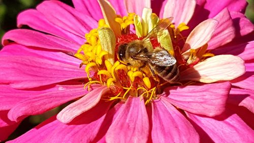 Close-up of bee on pink flower