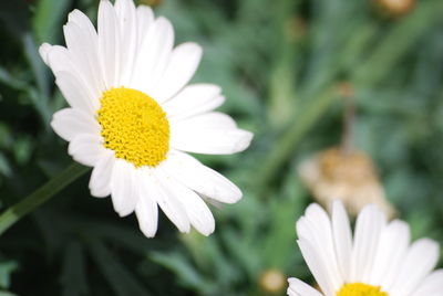 Close-up of white daisy flower