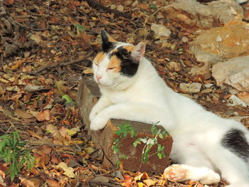 High angle view of cat sitting on autumn leaves