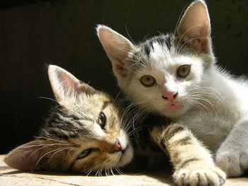 Close-up portrait of cats sitting