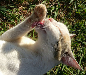 Cat in lawn