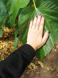 High angle view of person hand holding leaves