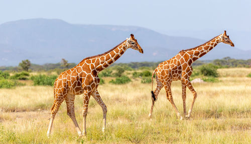 Giraffe standing in a field