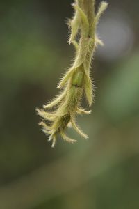 Close-up of plant against blurred background