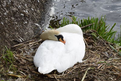 High angle view of swan in lake