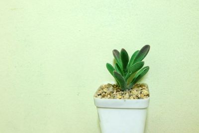 Close-up of potted plant against white background