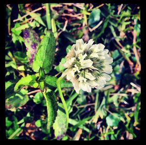 White flowers blooming on plant