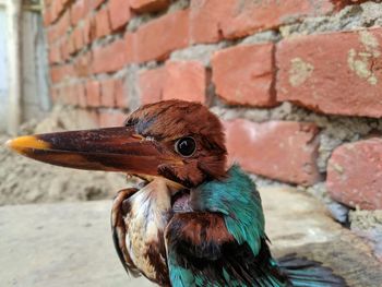 Close-up of a bird against wall