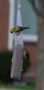 Close-up of bird perching outdoors