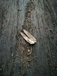 Close-up of lizard on wood