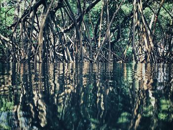 Scenic view of lake in forest