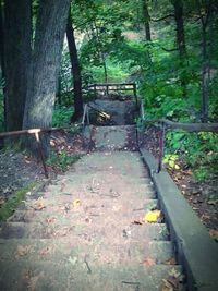 Footpath in forest