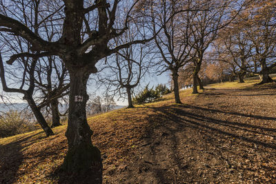 Bare trees on field against sky