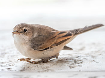 Blyth's reed warbler sitting on white stone