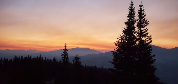 Silhouette pine trees against sky during sunset