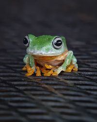 Close-up of frog on wood