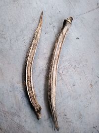 High angle view of lizard on wood