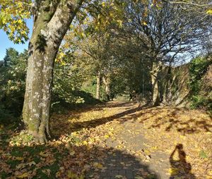 Trees growing in park during autumn