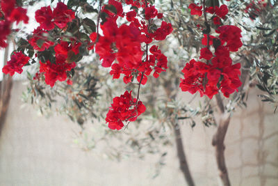 Close up of red flowers