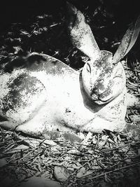 High angle view of animal on field