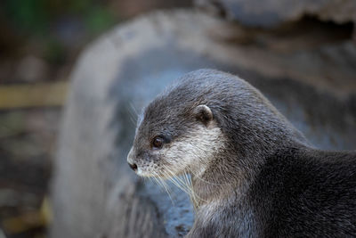 Close-up of an otter