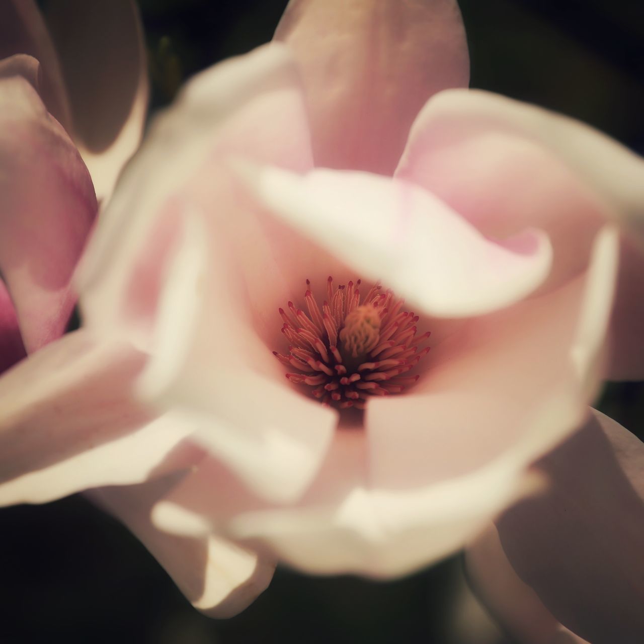 CLOSE-UP OF WHITE ROSE FLOWER IN SUNLIGHT