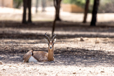 Young sand gazelle in the nature in uae