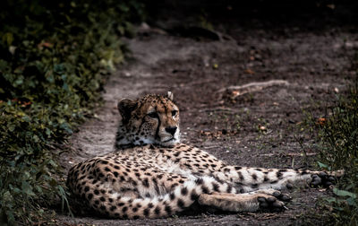 Cheetah relaxing on ground