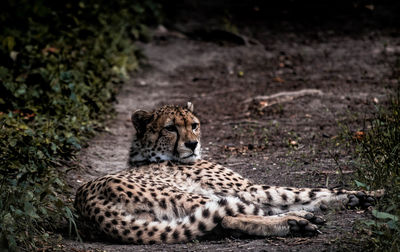 Lion relaxing on ground