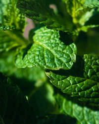 Close-up of green leaves