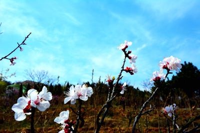 Close-up of pink flowers against sky