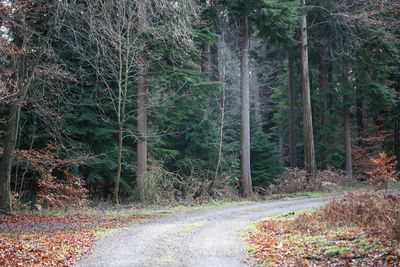 Road amidst trees in forest