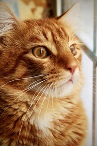 Orange kitten looking out the window