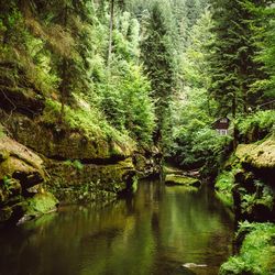 Scenic view of river with trees in background