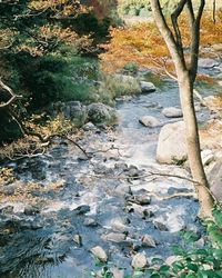 River flowing through forest