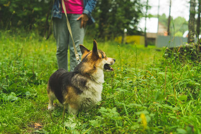 Rear view of dog running on field