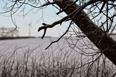 Close-up of bare tree during winter