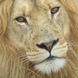 Close-up portrait of a cat