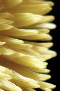 Close-up of food against black background