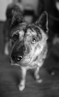 Close-up portrait of dog