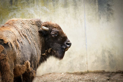 Portrait of a horse standing against wall