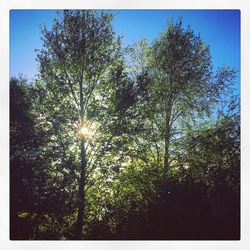 Low angle view of trees in forest against sky